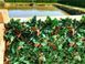 Штучна жива огорожа, маскувальна сітка зі штучного плюща 50 х 50 см Bass Polska BH 85975 BH85975 фото 6